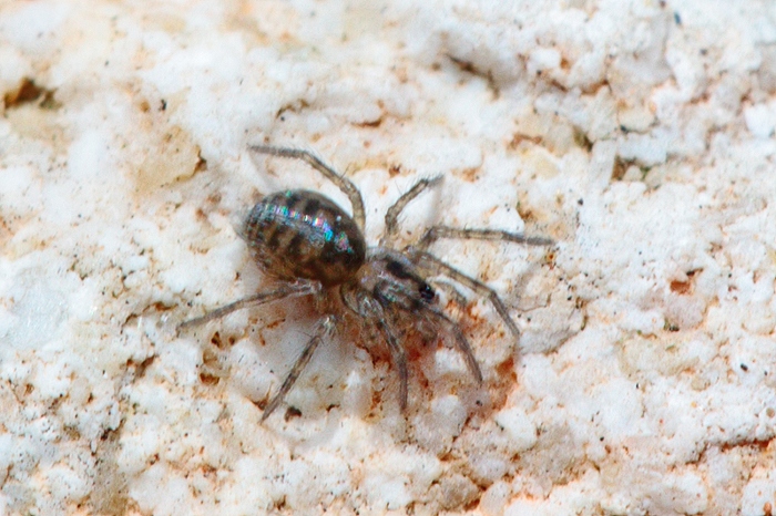 Agelenidae